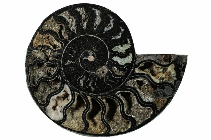 Cut & Polished Ammonite Fossil (Half) - Unusual Black Color #286647